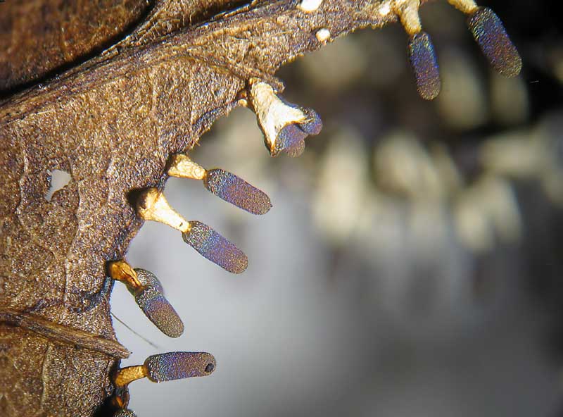 Diachea leucopodia